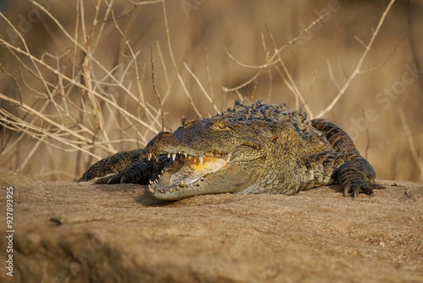 Fototapeta Mugger crocodile Crocodylus palustris medium-sized broad-snouted crocodile, also Mugger or Marsh Crocodile, native to freshwater habitats from Iran to India, open jaws on the ground