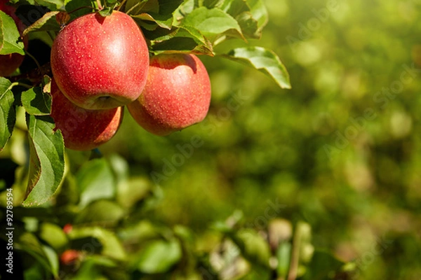 Fototapeta outdoor shot containing a bunch of red apples on a branch ready