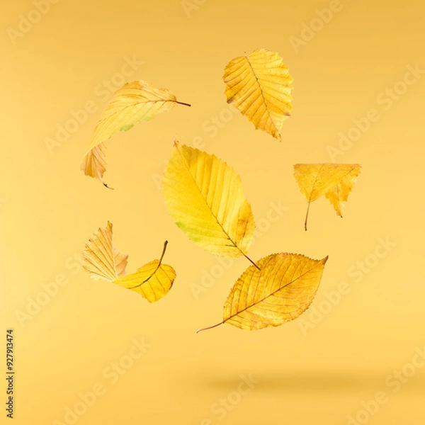 Fototapeta Beautiful bright colorful autumn  leaves falling in the air isolated on yellow background. Zero gravity or levitation autumn conception. High resolution image.