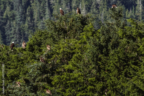 Fototapeta A bunch of bald eagles in a tree near a fishing pier in south eastern Alaska along the inside passage