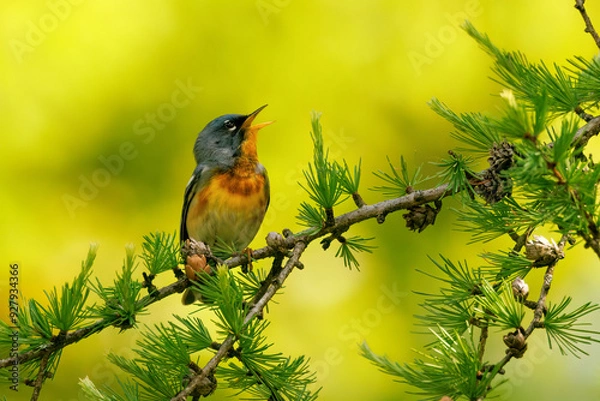 Obraz Northern Parula Singing