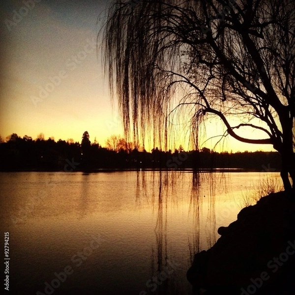 Fototapeta willow tree in the river - ticino