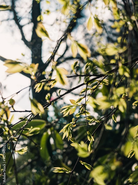 Fototapeta Tree branches in the park