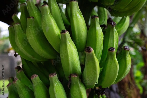 Obraz A close-up of vibrant green bananas hanging in a lush, tropical environment