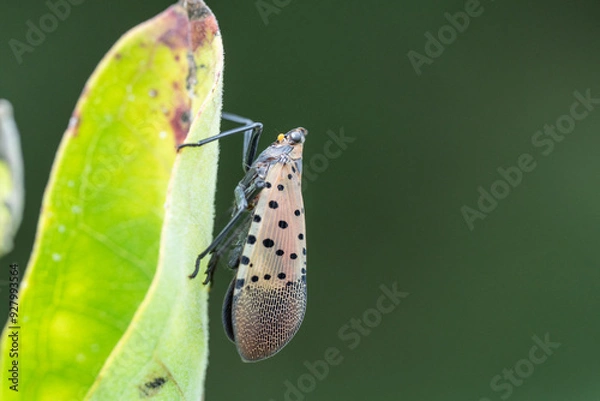 Obraz Spotted Lanternfly (Lycorma delicatula) on milkweed leaf. The first confirmed presence of the lanternfly was in September 2014 in Berks County, Pennsylvania
