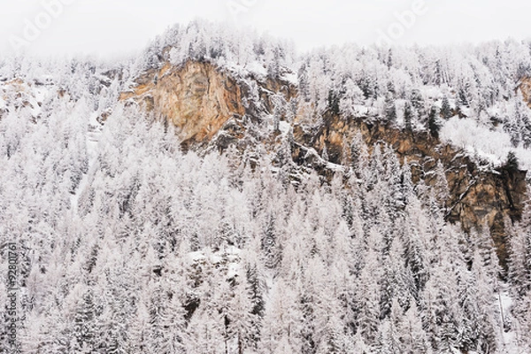 Fototapeta Top of the mountain with many trees covered with the snow