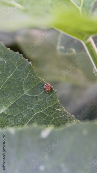 Fototapeta ladybug on a leaf