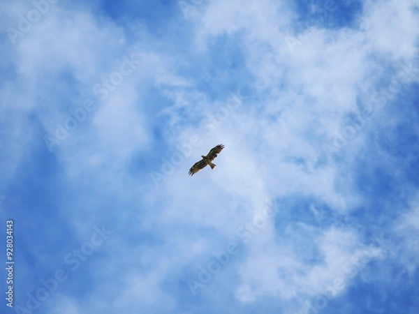 Obraz 空を飛ぶトビ