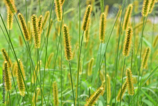 Fototapeta キンエノコロ