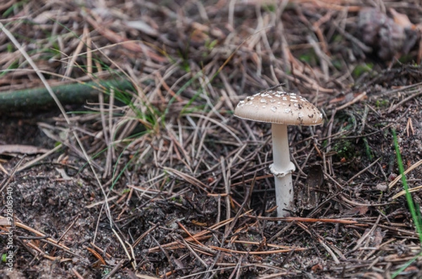 Fototapeta White toadstool in a forest