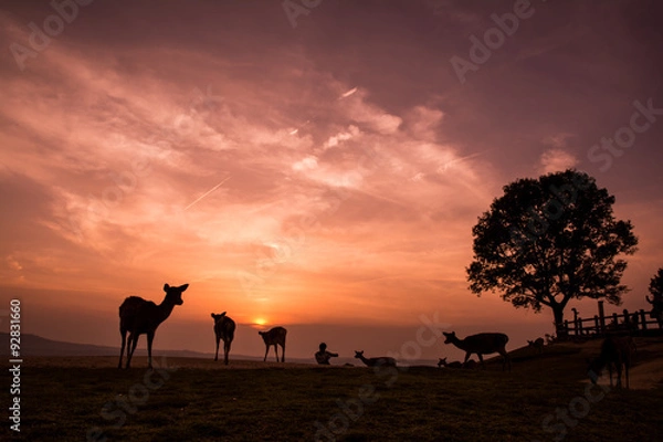 Obraz 奈良県若草山の夕景