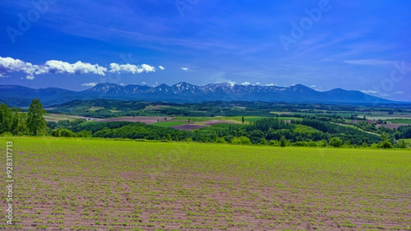 Fototapeta 北海道・旭川市 初夏の丘と十勝岳連峰の風景