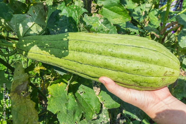Fototapeta Big gourd
