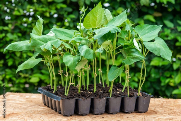 Fototapeta Seedlings in a plastic tray ready to be planted in the garden