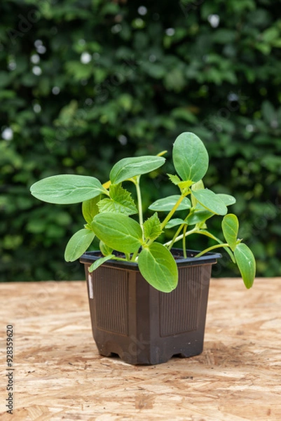 Fototapeta Young cucumber plants in a pot on a workbench before planting