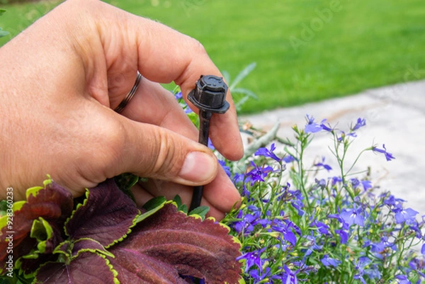 Fototapeta Male hand holding drip irrigation and installing it into the flower pot on garden patio