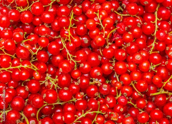 Fototapeta Background made of red currant berries