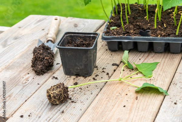 Fototapeta Process of transplanting vegetable seedling into plastic container,  spade filled with potting soil, seedlings in tray sitting on wooden work table