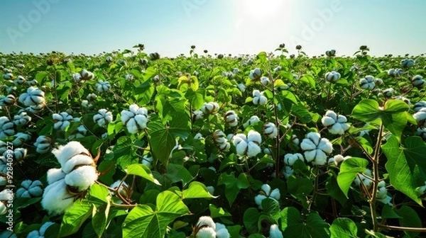 Fototapeta A cotton field under the bright noon sun, showcasing the vibrant green cotton plants densely packed with white bolls.
