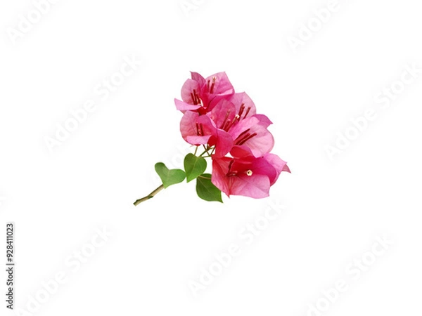 Fototapeta Close-up of a bouquet of bougainvillea isolated on a transparent background png file.