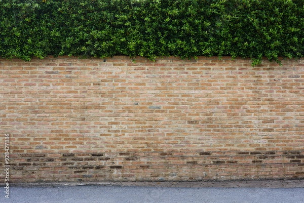Fototapeta old brick blocks wall and green plant with copy space for background or mockup