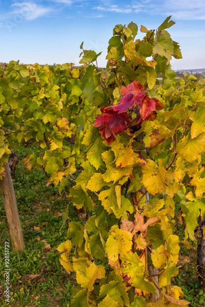 Fototapeta vignes en automne