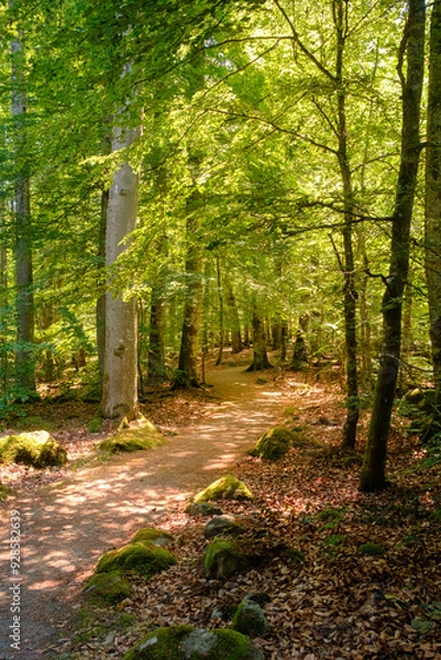 Fototapeta Sonnenschein lässt Wald hell erleuchten