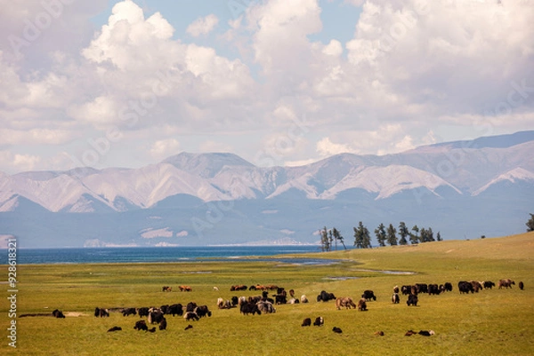 Fototapeta A herd of yaks and the Khuvsgul lake in Mongolia on the background