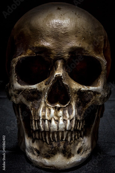 Fototapeta human skull On exhibit