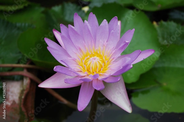 Obraz Purple Lotus