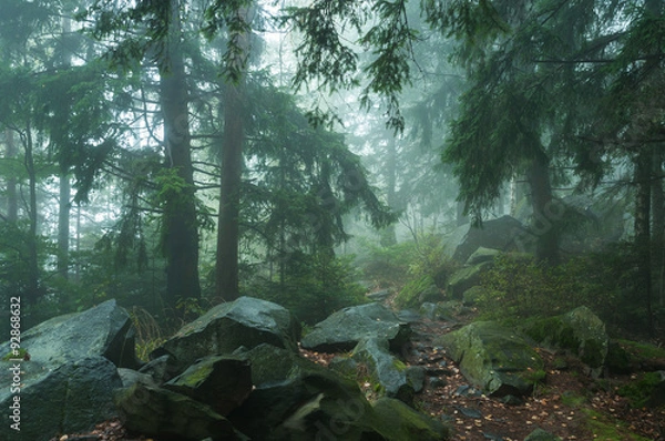 Fototapeta fog in forest