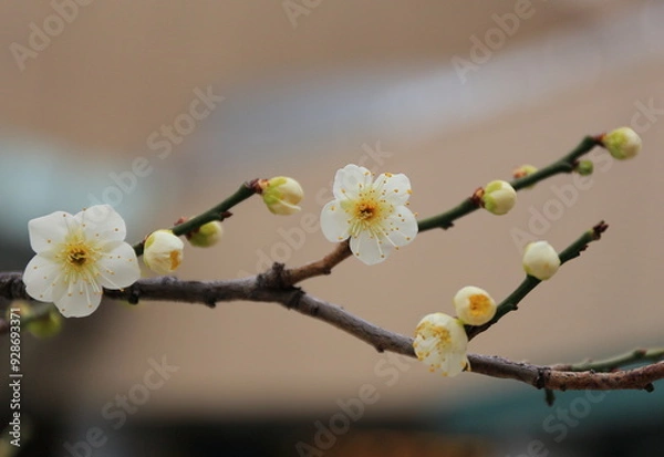 Fototapeta White Plum Blossoms on a Budding Branch in Early Spring
