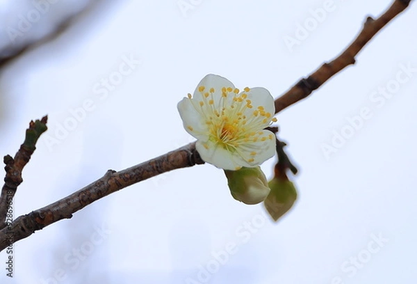 Fototapeta Single White Plum Blossom on a Bare Branch Against a Clear Sky