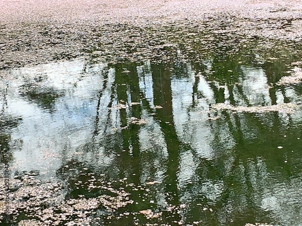 Fototapeta Reflection of Trees and Floating Cherry Blossoms on a Tranquil Water Surface