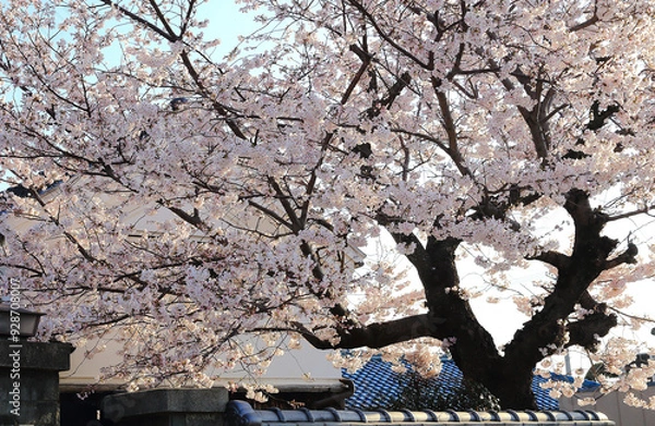 Fototapeta Full Bloom Cherry Blossom Tree in Front of Traditional Architecture