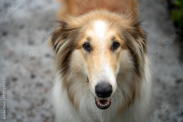 Obraz Perro raza colie retrato