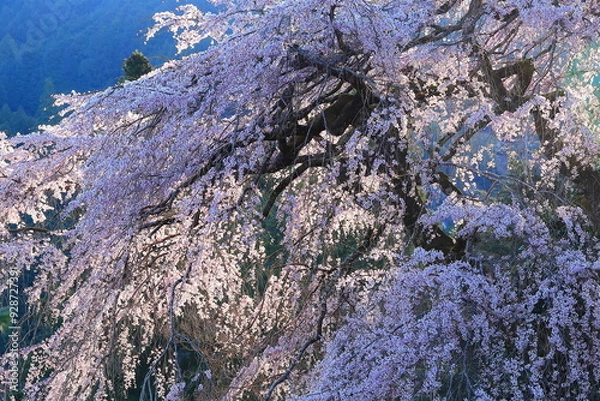 Fototapeta Weeping Cherry Blossoms in Full Bloom Draping Across a Majestic Tree