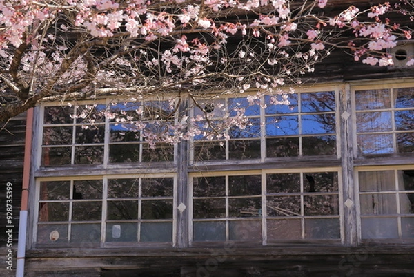 Fototapeta Cherry Blossoms Reflected in Rustic Window of an Old Wooden Building