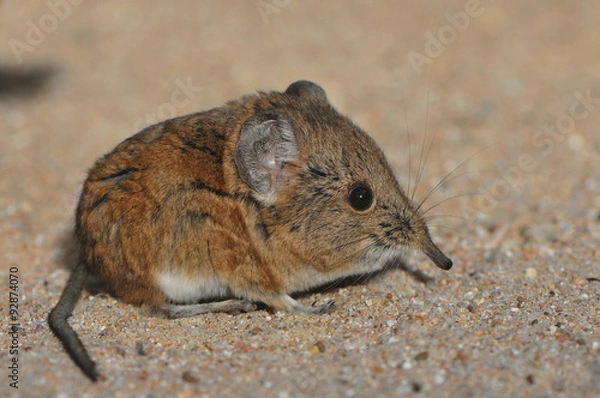 Fototapeta Rüsselspringer