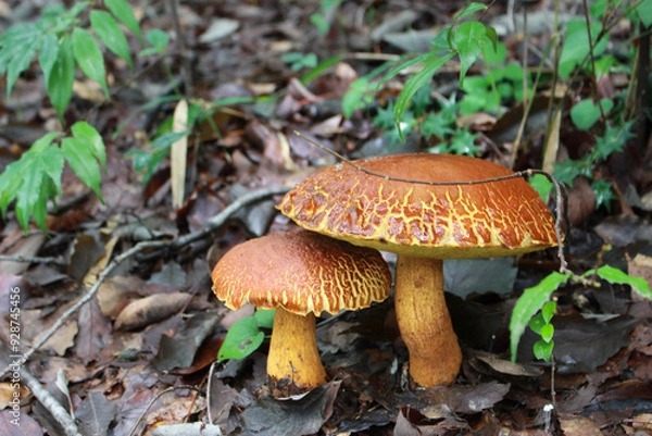 Fototapeta 山道に自生している茸