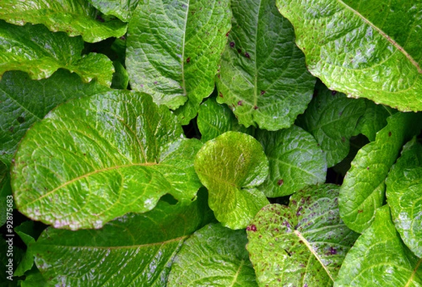 Obraz Green leaves and  morning dew