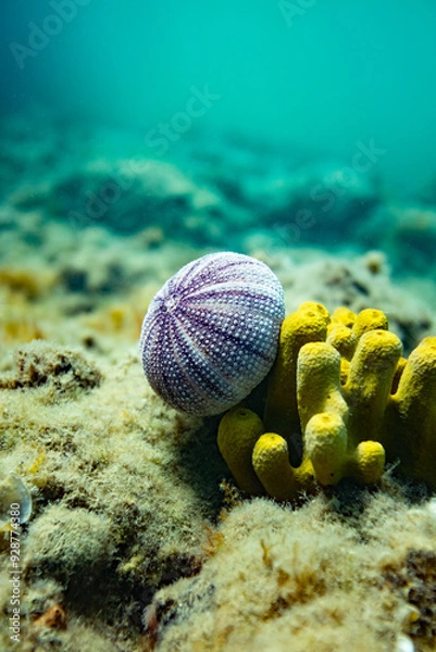 Obraz Seeigel Skelett