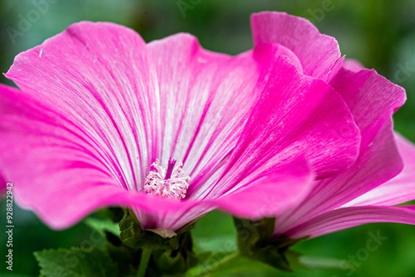 Fototapeta hollyhocks