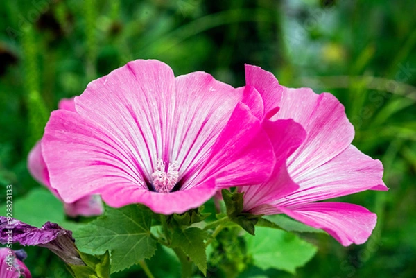 Fototapeta Hollyhocks