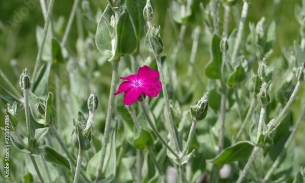 Obraz Eine einsame Lichtnelke am Strauch