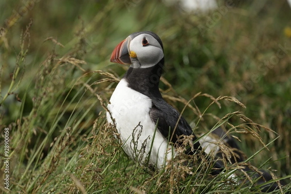 Fototapeta Puffin of Iceland