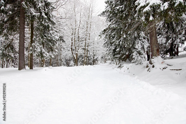 Fototapeta Winter forest