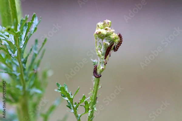 Fototapeta Insects caterpillars on a flower.