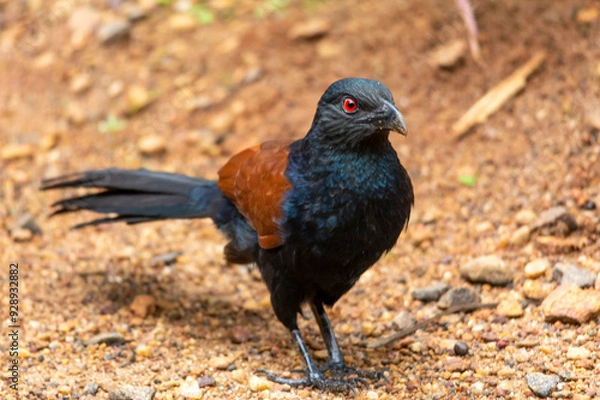 Obraz greater coucal