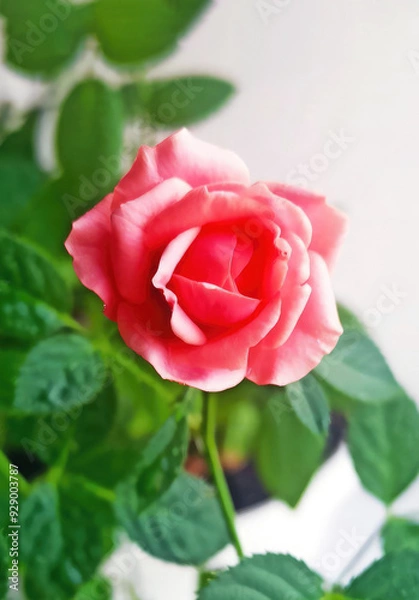 Fototapeta A Beautiful pink Rose is Blooming Gracefully in an Elegant White Pot, Radiating Charm